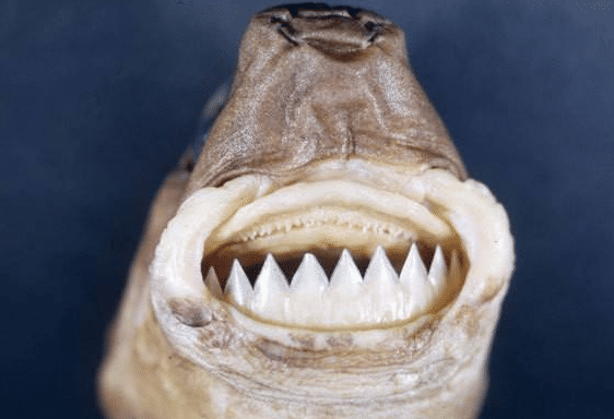 舌头p成鲨鱼图片