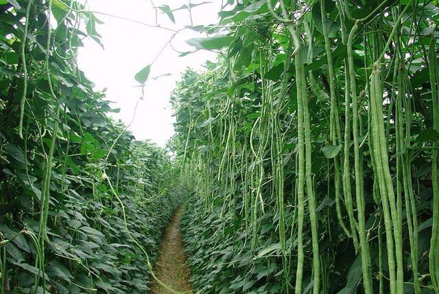 想要种植的长豆角产量高,催芽缓解必不可少,施肥时机很关键