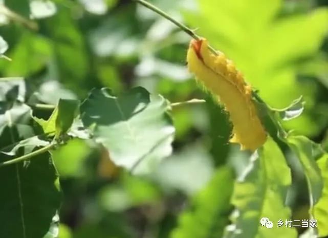 河南这个小镇有“柞蚕之乡”的美誉,两千亩天然养殖场让人忙不停__凤凰网