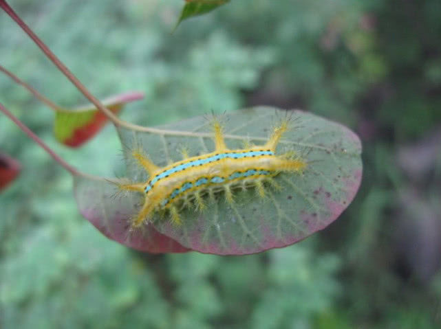 农村这种毛毛虫,很多人都被蛰过,如今身价倍增人人抢着吃