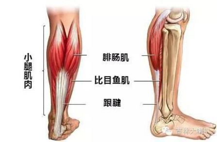 小腿粗,俗称「萝卜腿」,是指我们的小腿肚部位不成比例的粗大