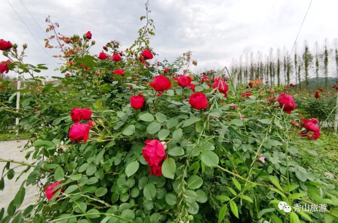 秀山玫瑰之约景区图片