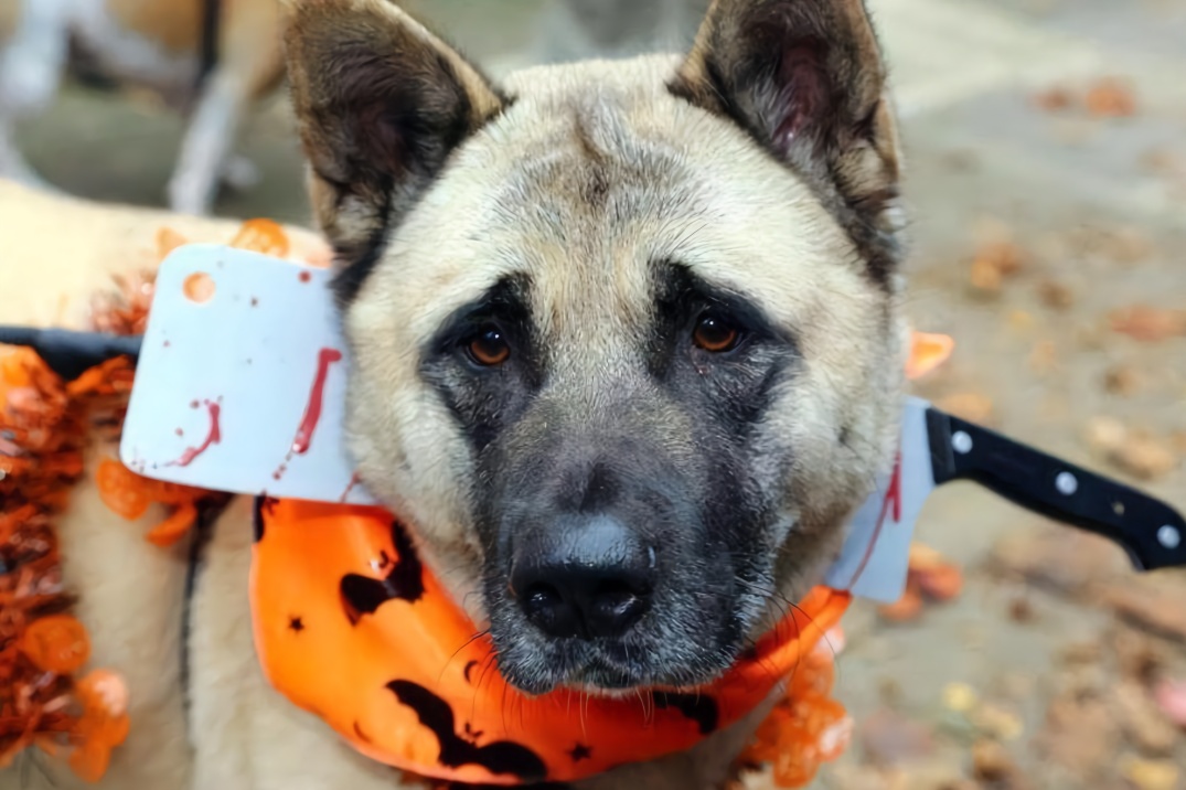 这大概是我见过的世上最man最酷的狗子了非常有硬汉气质