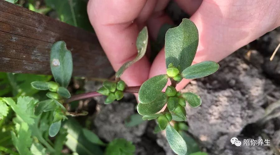 夏天用馬齒莧泡水 對身體有什麼好處 能長期喝嗎__鳳凰網