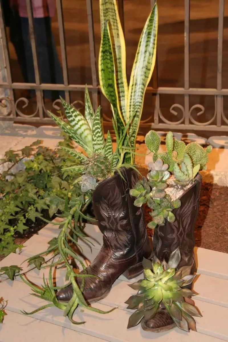 废弃鞋子里的植物景观变成引人注目的盆栽