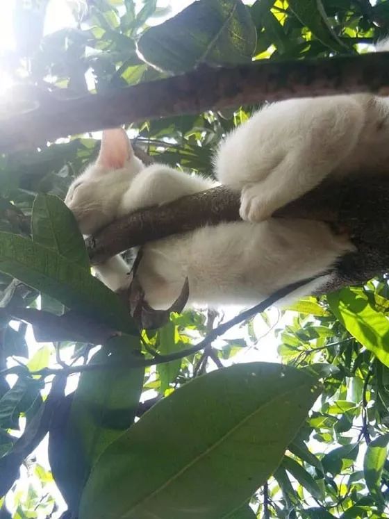 网友发现树上有一只猫在睡觉,这姿势还能睡得这么香,我服了!__凤凰网