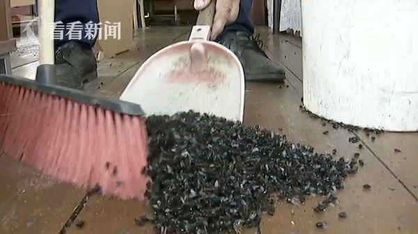 村庄遭苍蝇大军"侵占" 开车遍地"噼里啪啦"__凤凰网