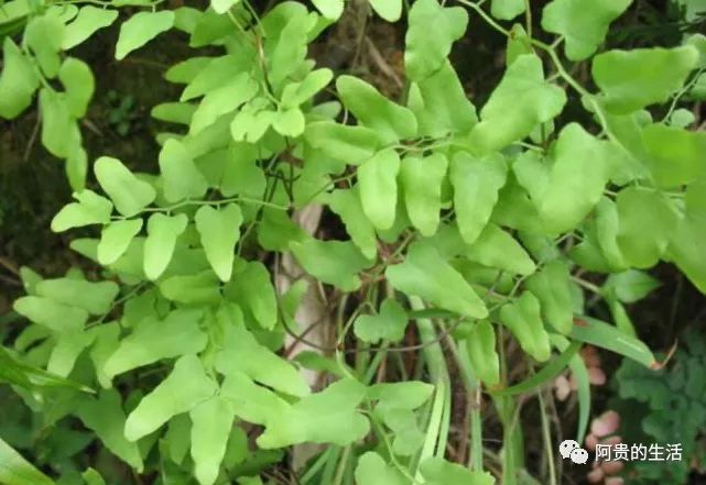 这种缠绕于树上的草藤没想到还是一味药材孢子一斤能卖50元