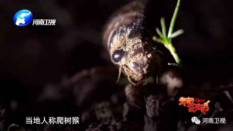 山东人快来扣截留龟!