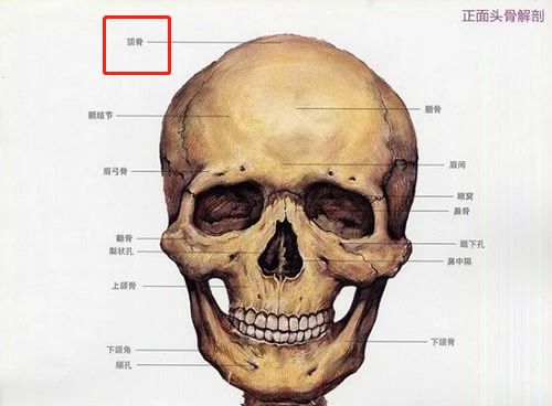 枕骨图解大全图片