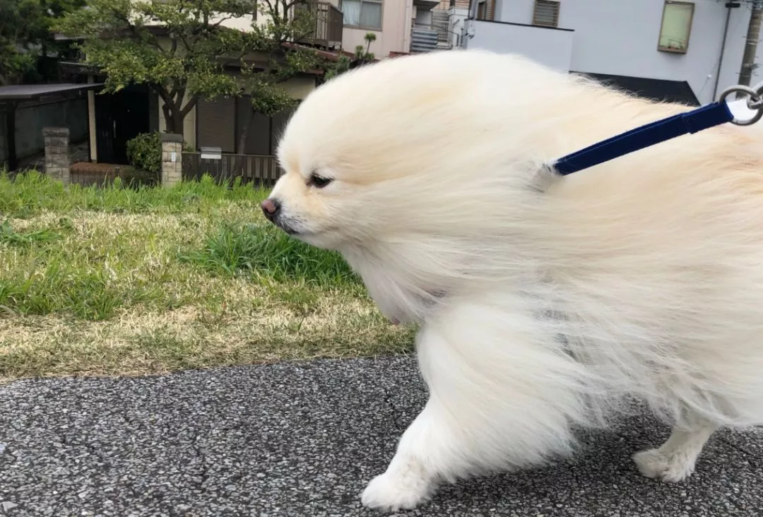 小狗吹风表情包图片