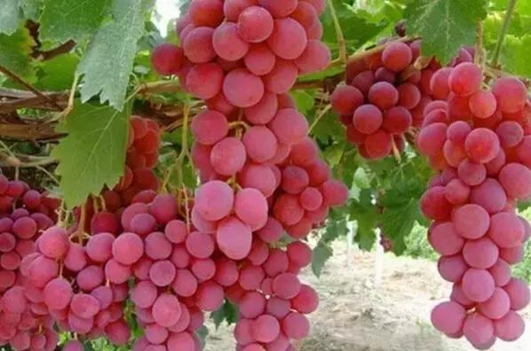 葡萄的颜色不同,功效就不一样,赶紧看,又涨知识了!