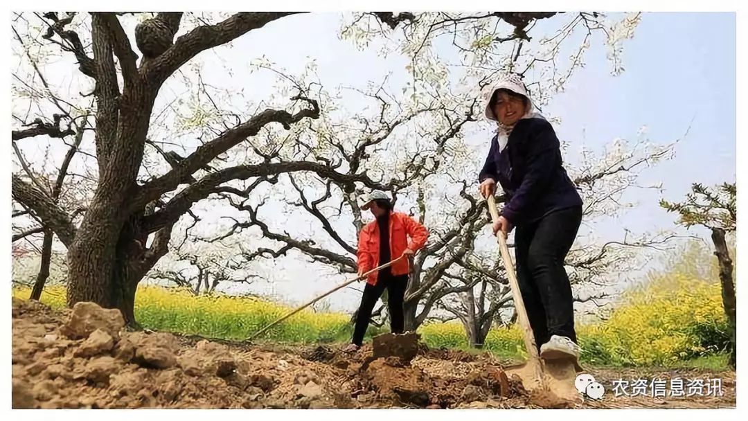 旋耕、清耕、中耕与深翻，到底有何不同？种果树这些道理你得懂__凤凰网