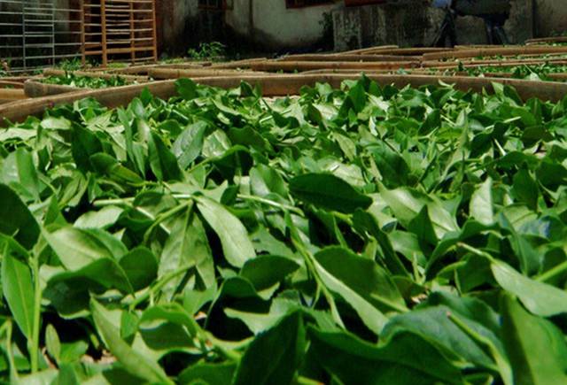 小心这个像茶叶的"草"