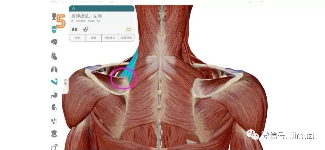 系列篇 ‖ 《解剖列车》第15讲体侧线之头夹肌,斜角肌