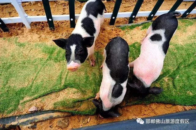 邯鄲佛山野生動物園全部建成後將成為石家莊以南,鄭州以北,濟南以西