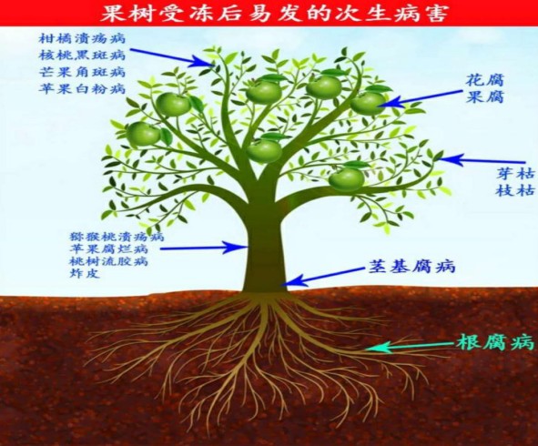 第三种情况:根系受冻易发根腐病(特别是浅根类果树)2:溃腐灵原液