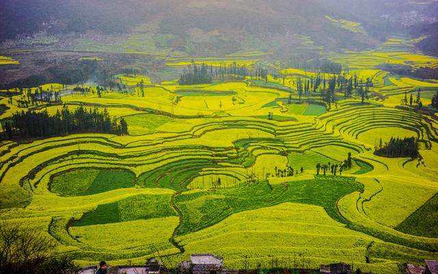 每年2至3月,连片的20万亩油菜花在罗平坝子竞相怒放,流金溢彩,绵延数