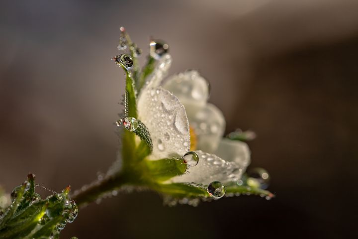 拍攝帶晶瑩露珠的花兒不用等待時機小工具讓你旅行想拍就拍