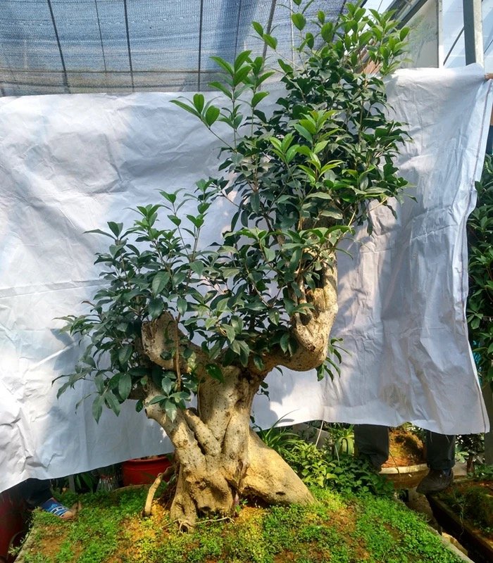 桂花树养成了"老顽童"不见长还难养,简单几点,让它长得快又好