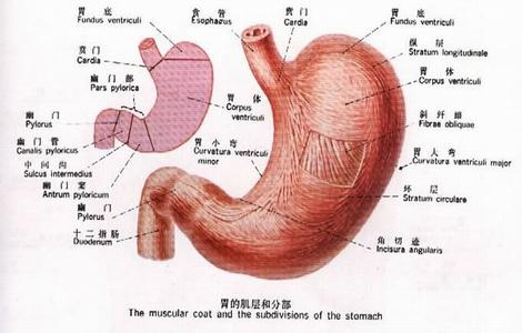 胃分层解剖图图片