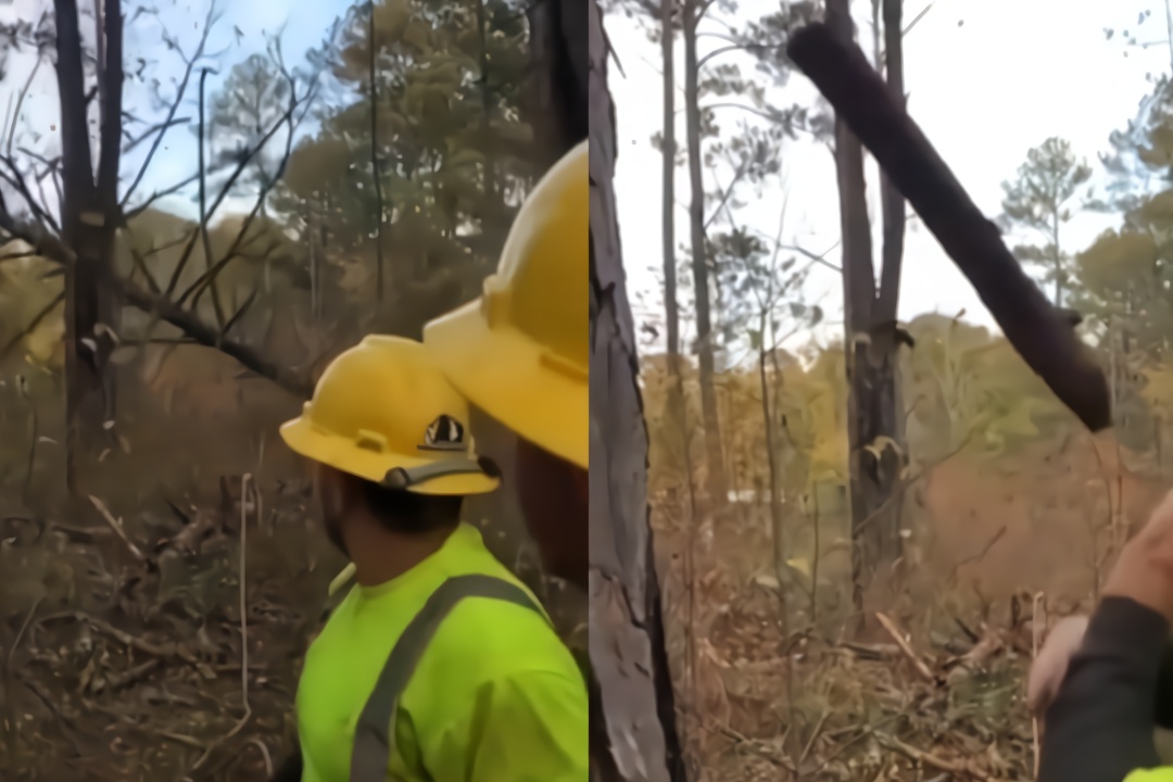 美国:大树砸地树干直飞众人 伐木工神挡手险遭重击