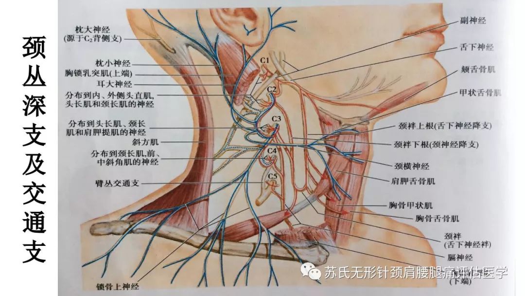 疼痛康复师实用的原创神经歌诀