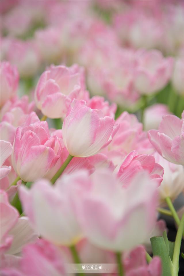 广州藏了一个粉红郁金香花海,网红都来这里直播,快来打卡拍照!