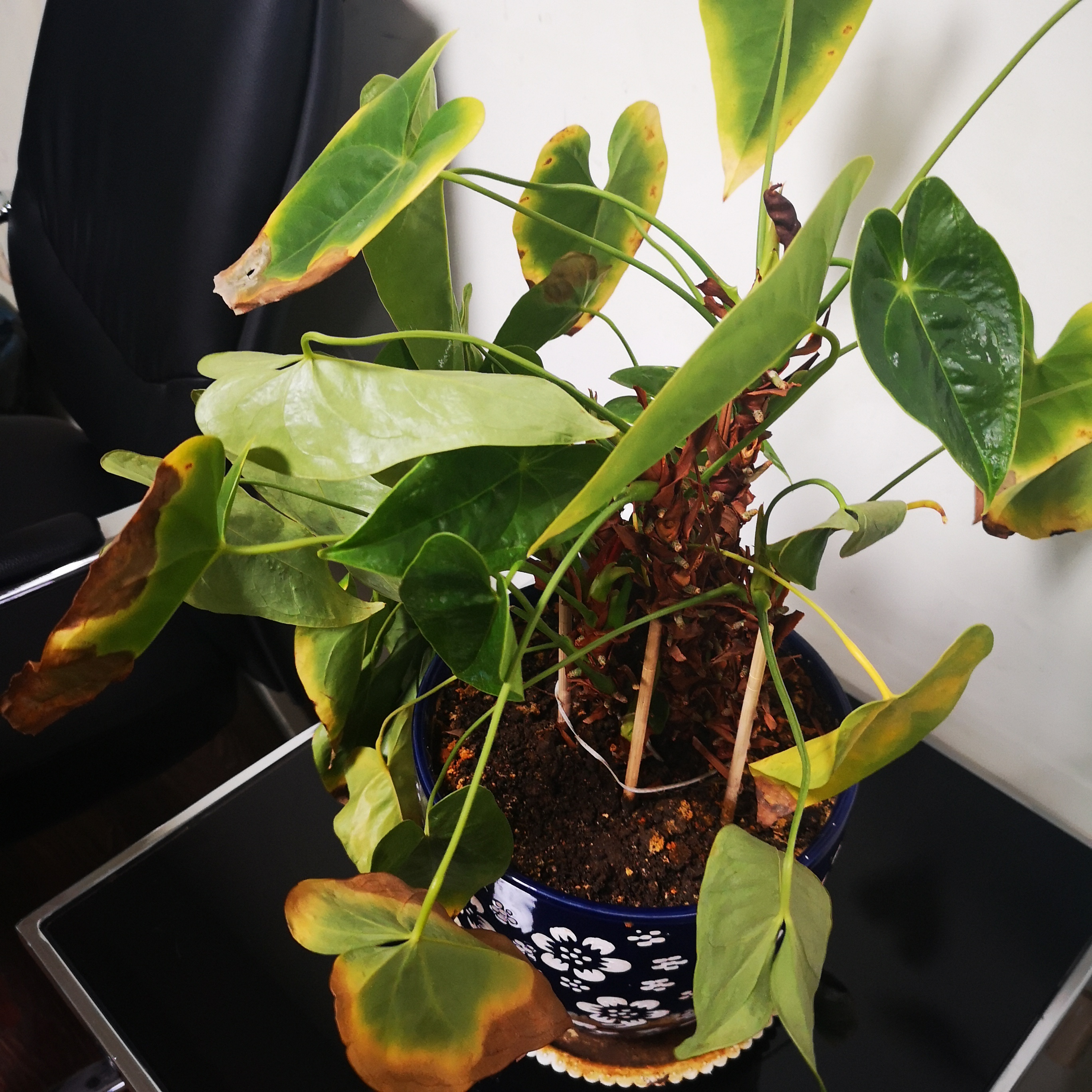 红掌黄叶,按照这2点去排查,很容易解决!__凤凰网