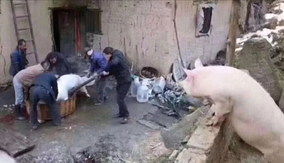 猪看到同伴被杀图片图片