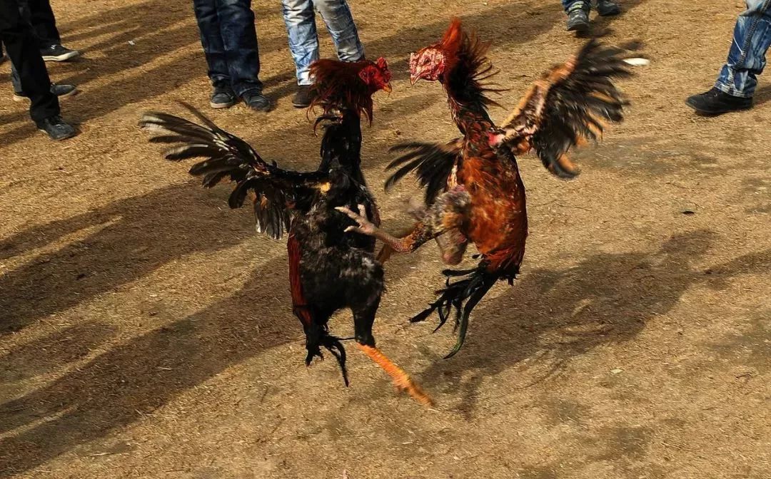 各种精彩表演看不停 踩高跷,抖空竹 舞狮子,喷火龙 福禄喜财等 斗鸡