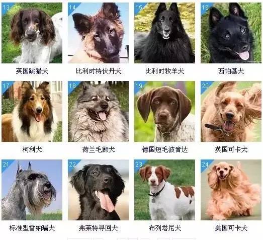 狗狗智商,狗智商排名,世界犬种智商排行__凤凰网