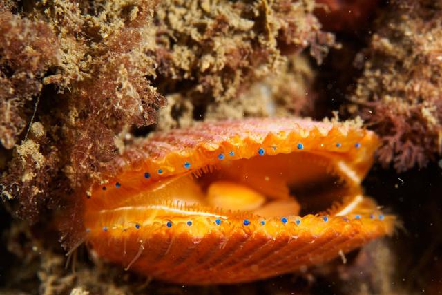 在扇贝贝壳的边缘凹陷处,闪耀着一个个深色的小点,这就是扇贝的眼,多