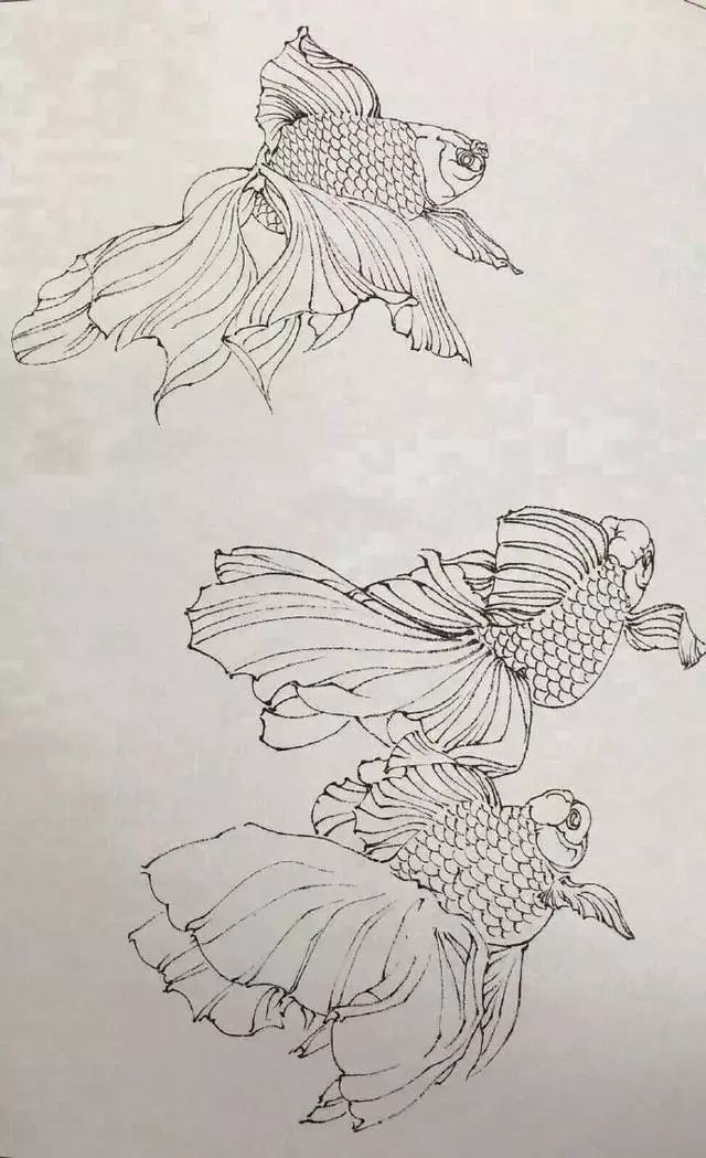 素材-一组工笔白描金鱼素材