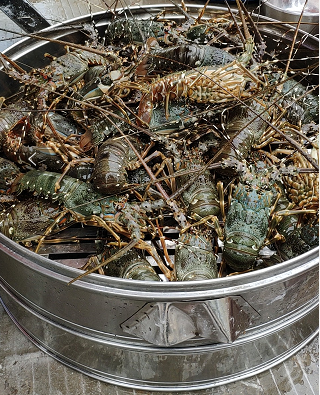 广东湛江别墅村喜迎年例,村民宴请亲朋吃大龙虾