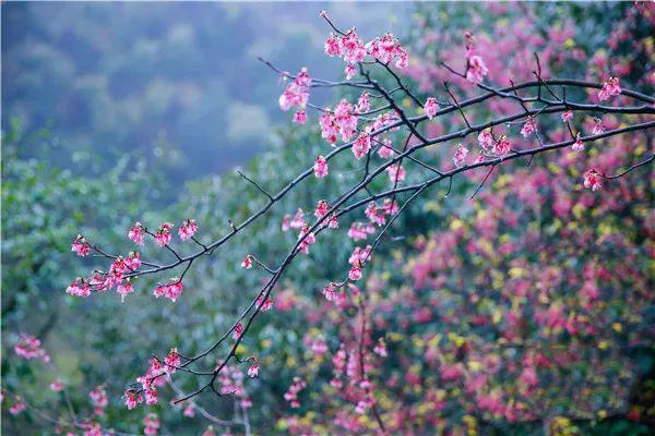 郴州王仙岭樱花图片