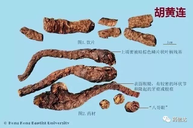 中药知识:220种常用中药材(含饮片)鉴别彩图__凤凰网