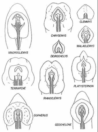 各式各样的龟龟头