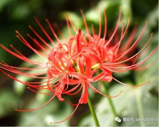 心理学选一朵往生花测你前世今生有什么恩爱情仇