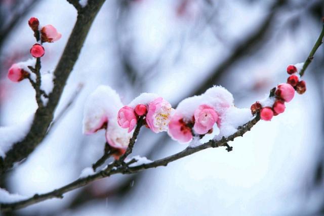 徐志摩詩歌:雪花的快樂(原創圖片配樂)