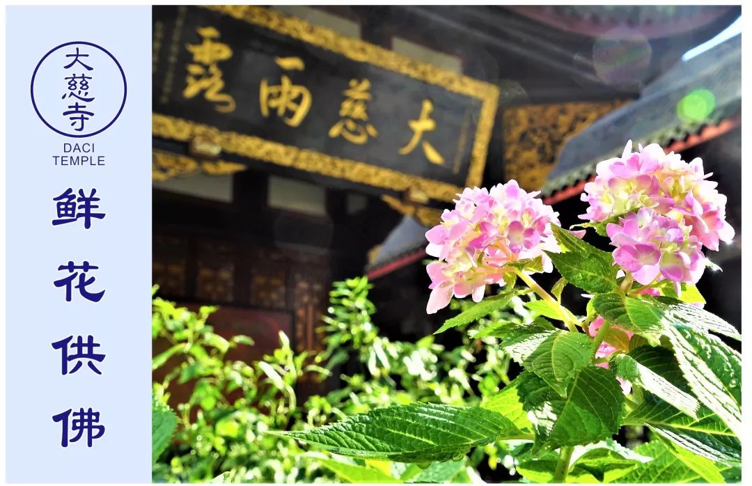 快来看看您家供养佛陀的花开了吗？__凤凰网