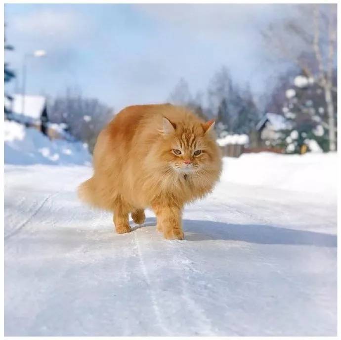 雪地金猫图片