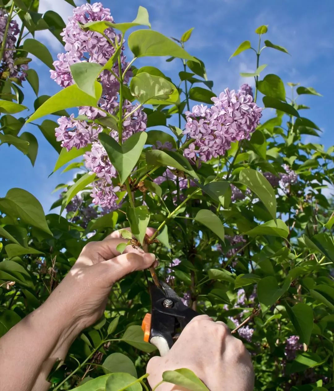 67紫丁香養成院子裡燦爛開花的灌木植物定期修剪極其關鍵