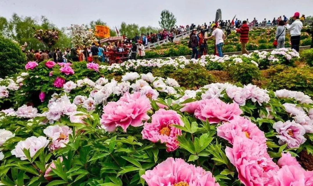 从洛阳牡丹文化节看城市如何节庆