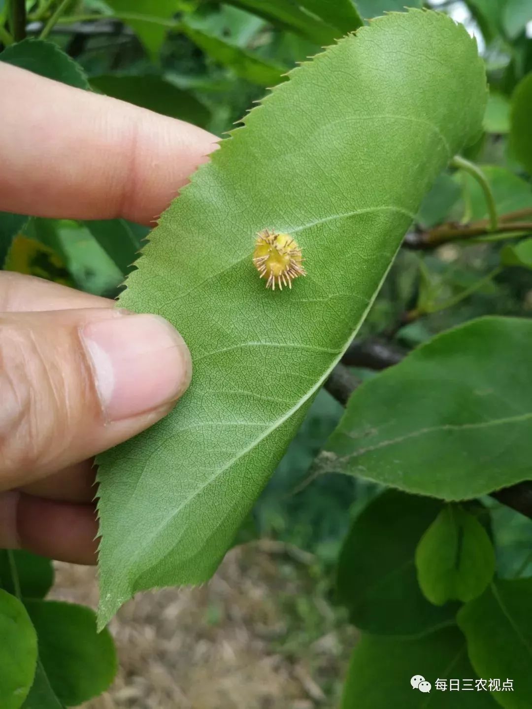 苹小卷叶蛾可选甲氰菊酯,氰戊菊酯,杀虫环,高效氯