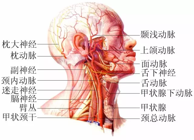 人体脖子结构图及名称图片