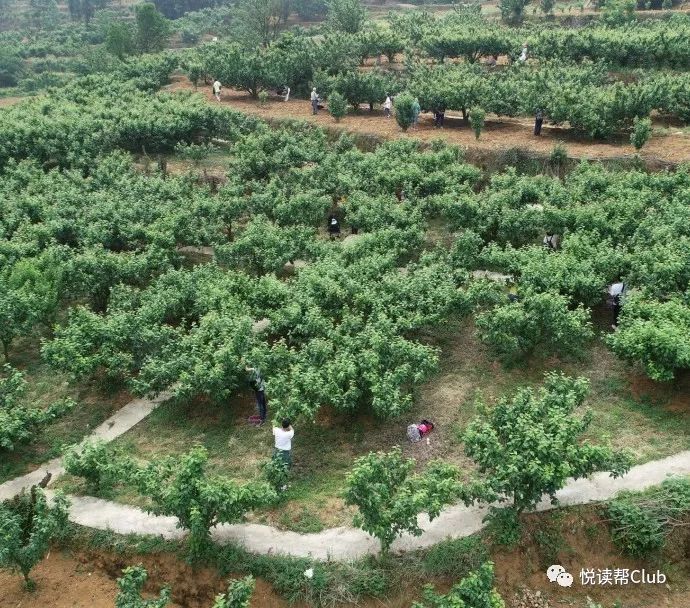 相约镇宁 | 吻别甜得像初恋的镇宁樱桃,明年再寻!