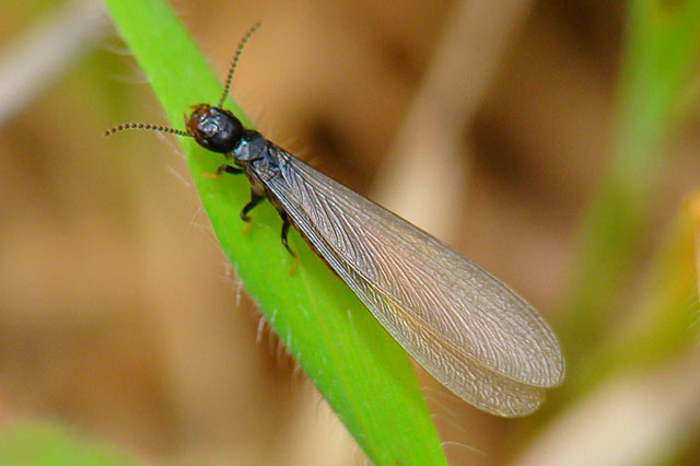 一旦外界的气温或者条件合适,这些有翅膀的白蚁又称白蚁繁殖分飞蚁