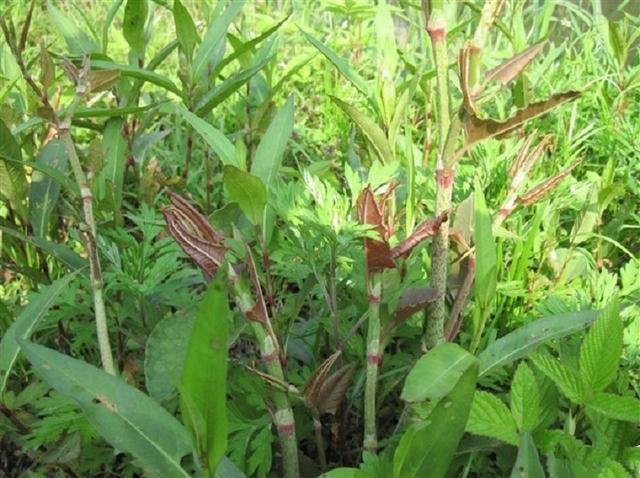 它就是虎杖,别名: 酸杆子,酸筒杆,花斑竹,是农村常见的草药植物,虎杖