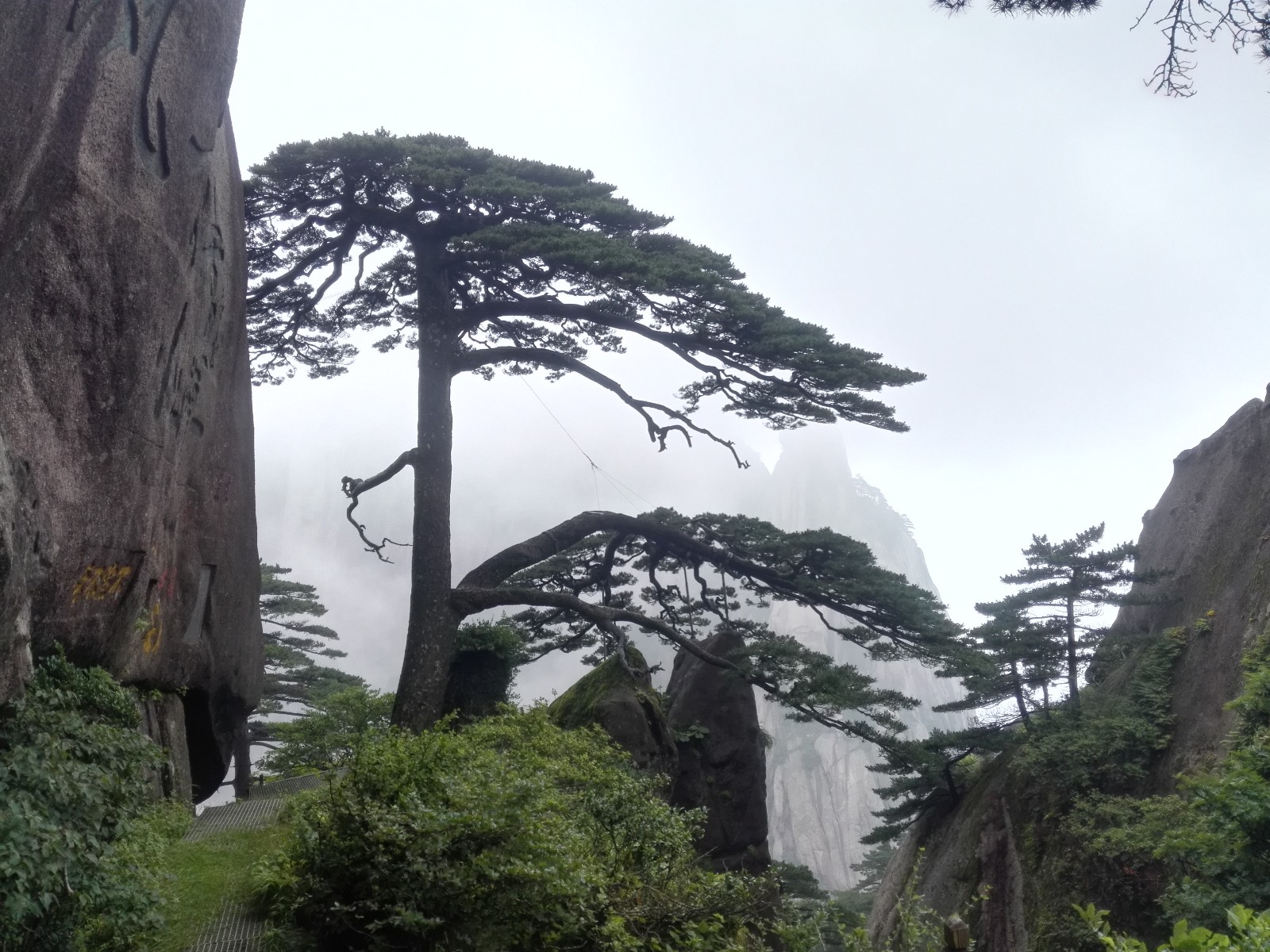 世界自然文化双遗产黄山四绝之奇松__凤凰网